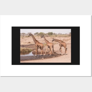 Serengeti Giraffe #10 Posters and Art